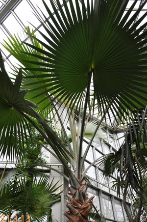bismarckia nobilis