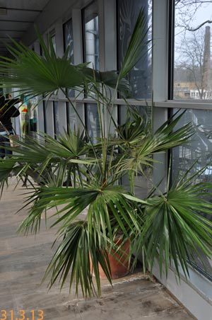 brahea brandegeei