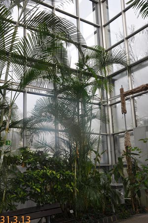 dypsis lutescens