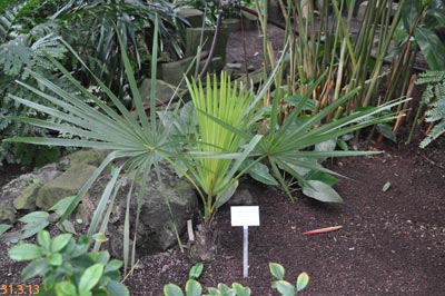 borassus flabellifer