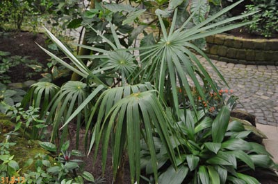 coccothrinax miraguama