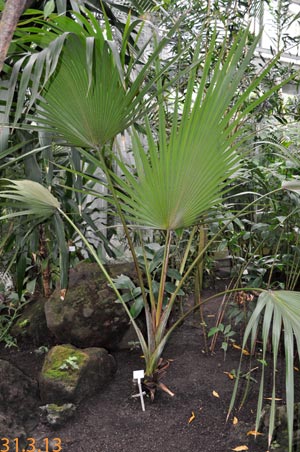 latania loddigesii