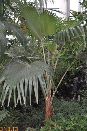 Pritchardia lanigera