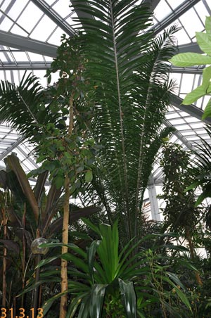 elaeis guineensis