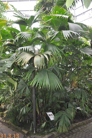 panamahutpalme