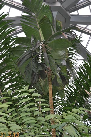 Siphokentia beguinii