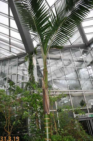 Prestoea acuminata