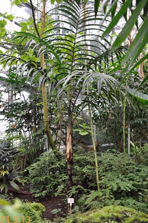 Chamaedorea carchensis