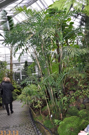 Chamaedorea microspadix