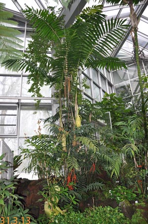 Chamaedorea