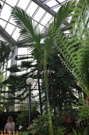 Kentiopsis olivaeformis