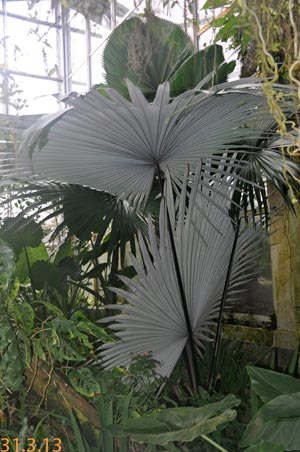 Kerriodoxa elegans