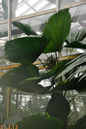 Licuala