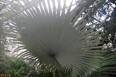 kerriodoxa