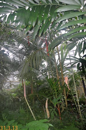 Cyrtostachys renda