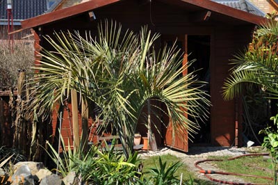 butia