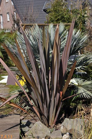phormium1