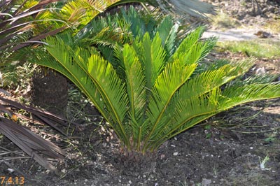 cycas