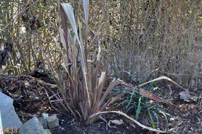phormium2