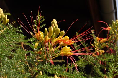 caesalpinia
