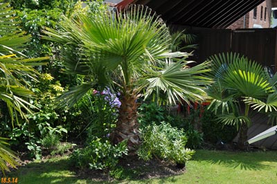 Washingtonia