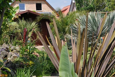 Phormium