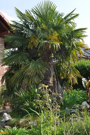 Trachycarpus fortunei