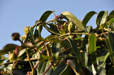 clematis armandii