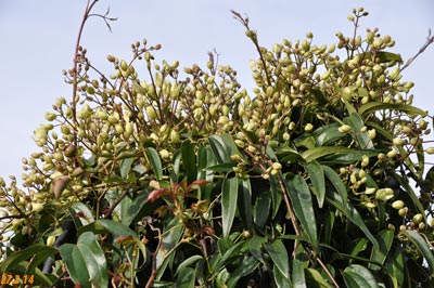 Clematis armandii