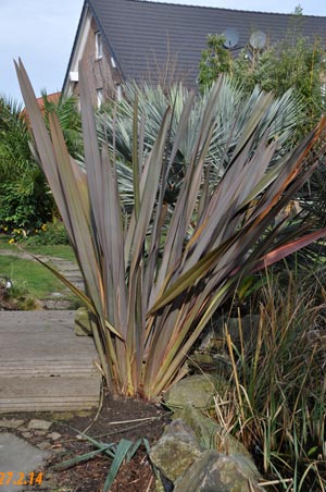 Phormium