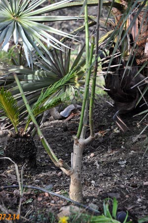 Erythrina crista-galli