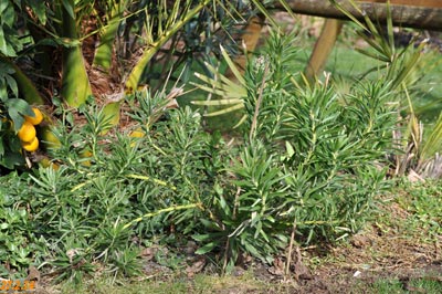 Leucospermum glabrum X tottum