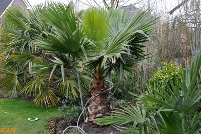 Washingtonia