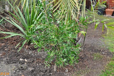 callistemon