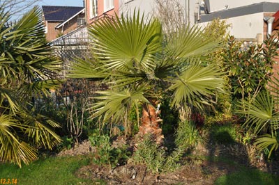 Washingtonia robusta