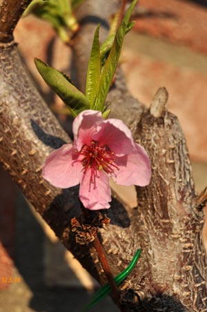 Nektarinenblüte