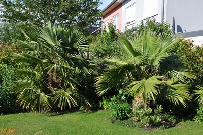 Washingtonia