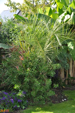 Butia