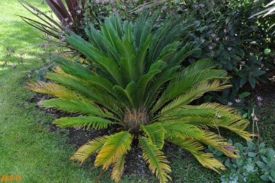 Cycas