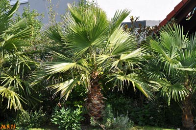 Washingtonia