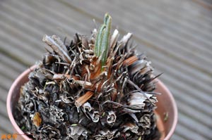 Cycas 1