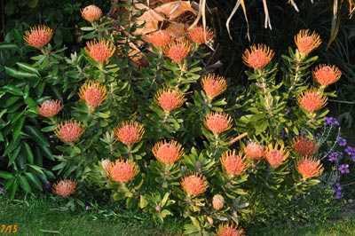 Leucospermum