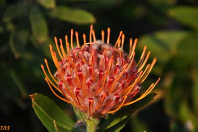 Leucospermum
