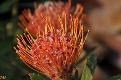 Leucospermum