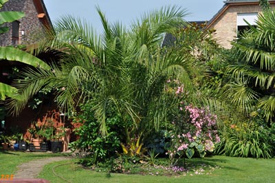 Phoenix canariensis