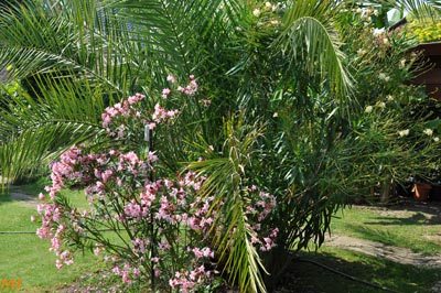Oleander Villa romaine