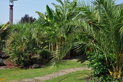 Butia