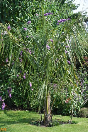 Parajubaea