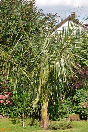 Parajubaea