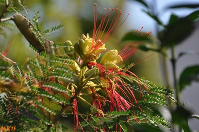 Caesalpinia